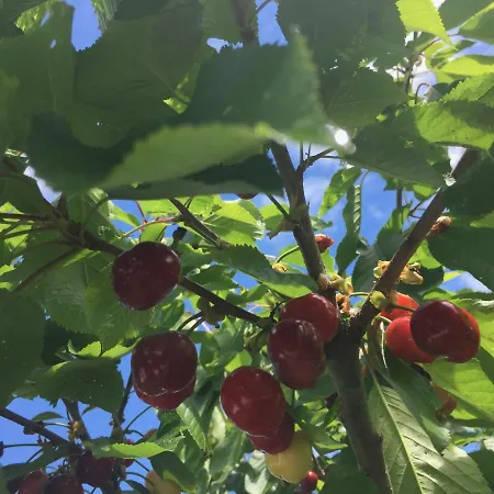 Casa Sant Angelo 公寓 佩萨罗