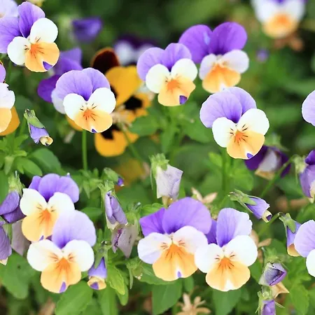 Casa Sant Angelo * Pesaro