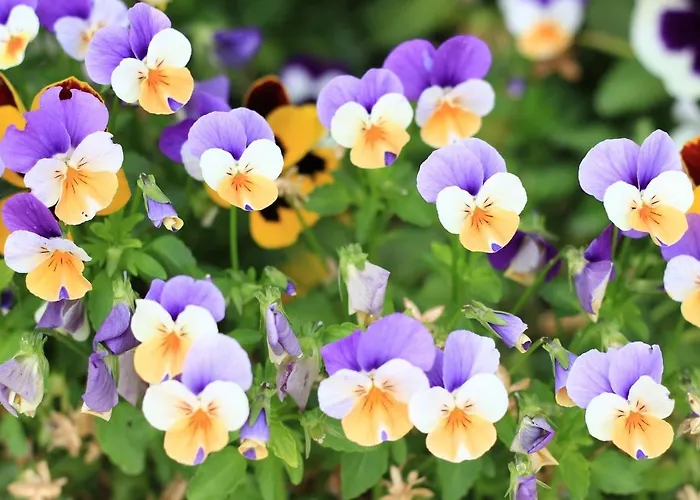 Casa Sant Angelo * Pesaro